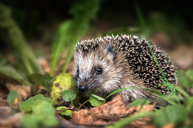 Jih moramo povoziti prav v tem desetletju?&nbsp;FOTO: Getty Images/istockphoto