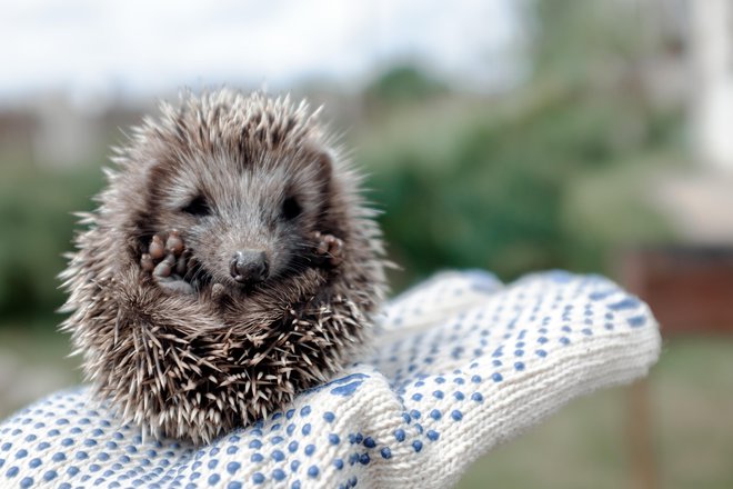 Vsi smo se učili, da so ježi koristne živali. FOTO: Getty Images/istockphoto