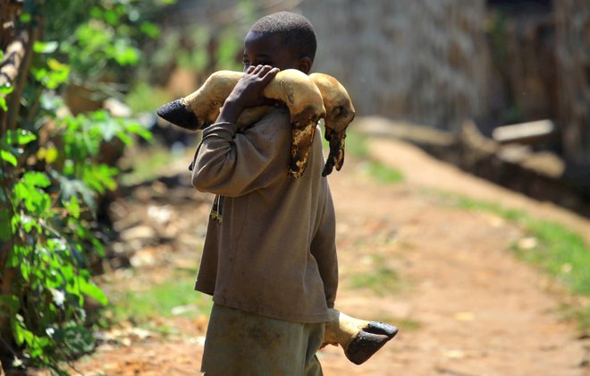 Raziskovalci domnevajo, da se je virus ebola med ljudmi pojavil zaradi lova na divje živali. Na sliki je deček, ki iz klavnice v mestu Beni nosi kravja kopita. FOTO: Stringer/Reuters