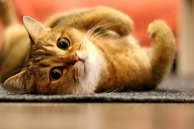 Mačke se neodvisne in samosvoje, a se jih vseeno da marsičesa naučiti. FOTO: Shutterstock