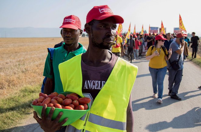 V okolici italijanskega mesta Foggia je na sezonskem delu tisoče sezonskih delavcev iz Afrike, ki obirajo paradižnik. FOTO: AFP
