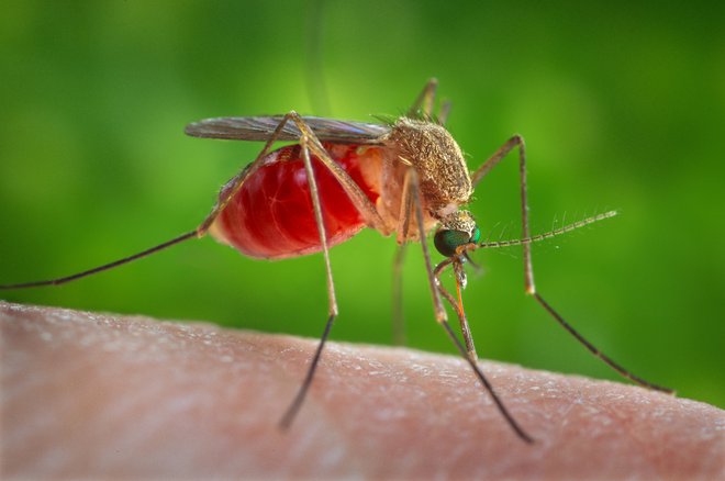 Gre za &raquo;sezonsko&laquo; bolezen, saj se se pojavlja v tistih mesecih, ko so aktivni komarji, največ od julija do septembra. FOTO: Reuters