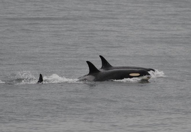 Enajstega avgusta so orko J35, v ospredju, opazili brez poginulega mladiča. FOTO: AP