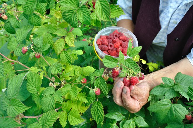 Pesticidni koktajl najpogosteje vsebujejo kosmulje, hmelj, grenivke, ribez, robide, namizno grozdje, maline in jagode. FOTO: iStock