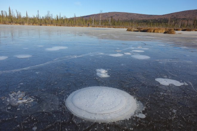 Mehurji metana v arktičnih jezerih. FOTO: Katey Walter Anthony/ University Of Alaska Fairbanks
