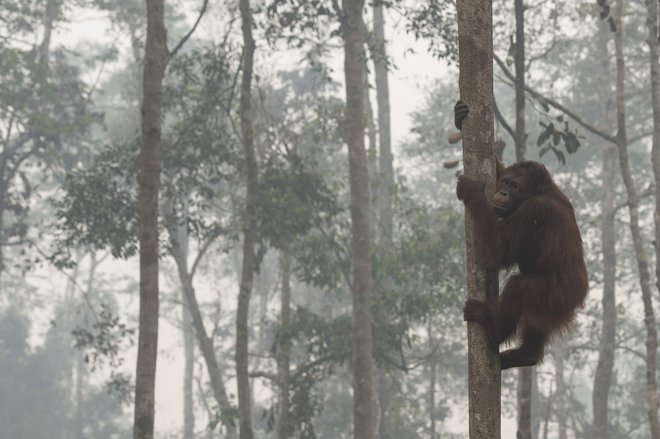 Orangutani na Borneu se morajo večkrat soočiti z požiganjem gozdov. FOTO: Reuters