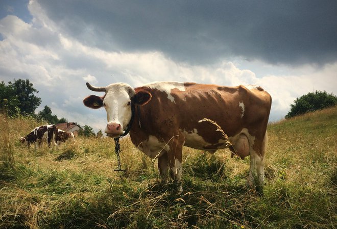 Razprave o korenitih spremembah prehranskih navad in omejevanju živinoreje na globalni ravni niso nič novega in pogosto vzbujajo močno nasprotujoče si odzive. FOTO: Jure Eržen/Delo