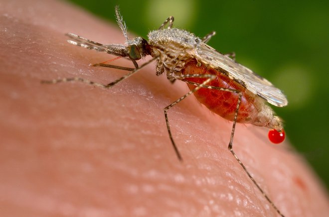 V Evropi so letos okužbe z virusom Zahodnega Nila zabeležili še v Grčiji, Srbiji, na Madžarskem in v Romuniji. FOTO: Reuters