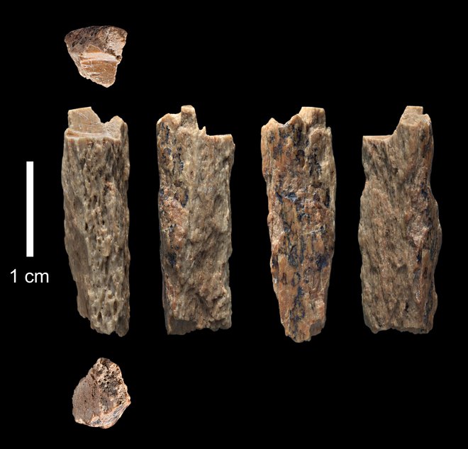 Fotografija prikazuje delce kosti&nbsp;&raquo;Denisova 11&laquo;, ki so dokaz medvrstnega parjenja med neandertalcem in denisovanca. Kosti so našli leta 2012 ruski arheologi v jami v sicirskem gorovju Altaj.<br />
FOTO:&nbsp;Ian Cartwright/ University of Oxford/Max Planck Institute/AFP