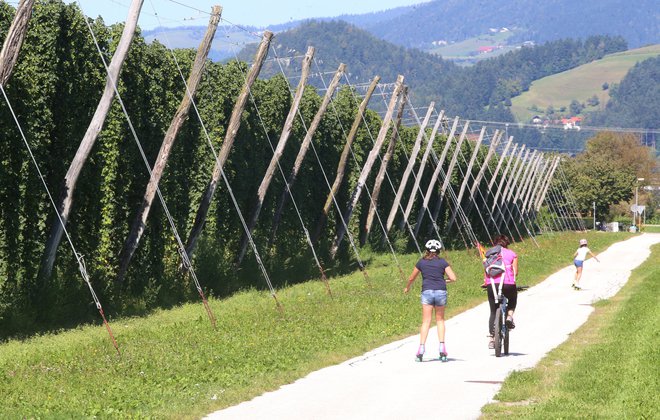 Hmelj bo letos na Koroškem bogato obrodil. FOTO: Tadej Regent/Delo