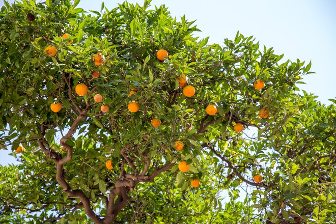 Obiranje mandarin je jesenska uspešnica. FOTO: Shutterstock
