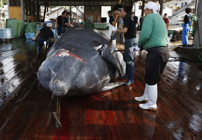 Če bi vprašali Japonce, ali jim kitovina res toliko pomeni, bi vam odgovorili, da s tem vprašanjem kažete slabo poznavanje njihove države in kulture. FOTO: Reuters