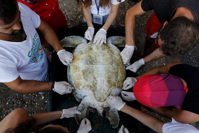 Uradniki reševalnega centra Sea Turtle Rescue Center preglejujejo poškodovane morske želve na plaži Iztuzu pri mestu Dalyan v turški provinci Mugla. Foto Umit Bektas Reuters