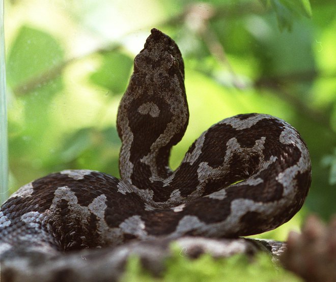 V vsaj zadnjih 20 letih v Sloveniji zaradi ugriza kače (na fotografiji modras) ni nihče umrl, ker so bili vsi prizadeti pravočasno in ustrezno zdravljeni. FOTO: Mavric Pivk/Delo