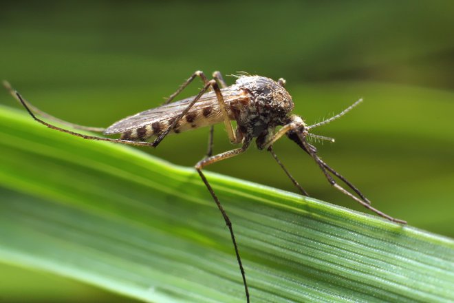 V Sloveniji poznamo 30 vrst komarjev. Vsi niso nevarni za človeka. FOTO:Shutterstock