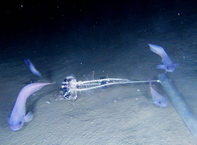 Od 20 do 25 cm dolge ribe iz družine Liparidae so prilagojeno na globino 7500 metrov. FOTO: University of Newcastle/AFP