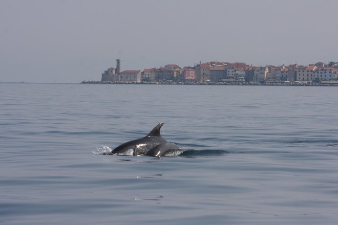 Na eni strani so kitolovne države, na drugi tiste, ki poskušajo zaščititi kite in delfine; ti so doma tudi v slovenskem morju. FOTO: Boris Šuligoj