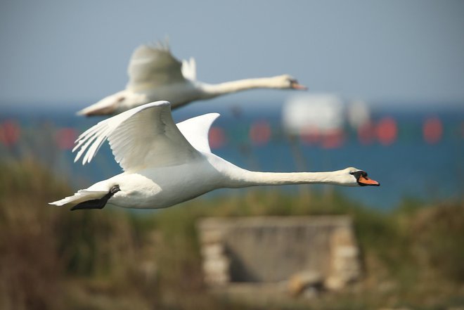 FOTO: Jure Erzen/delo