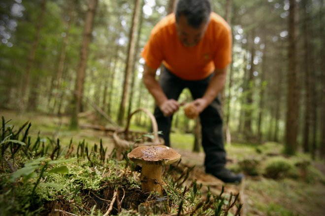 Slovenske gozdove so v zadnjih dneh okupirali nabiralci gob. FOTO: Uroš Hočevar