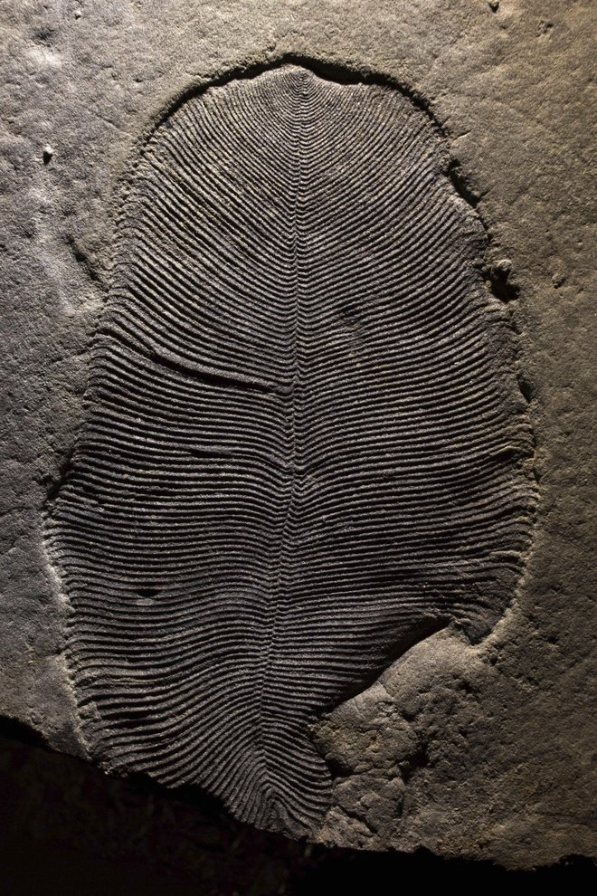 Fosil dickinsonie. Telo je dolgo okoli devet cm. FOTO: Ilya Bobrovskiy/Australian National University/AP