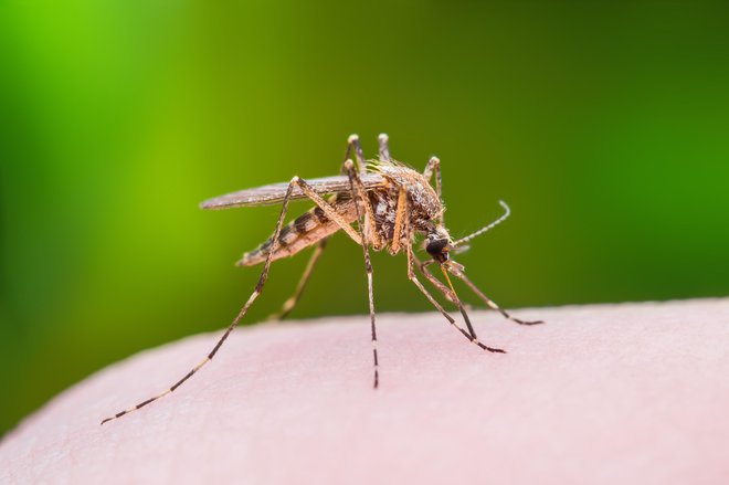 Raziskovalci zdaj želijo tehniko preseliti na večje populacije v naravi, kjer veljajo še tekmovanje za hrano in druge okoliščine. A do tega bo minilo še kar nekaj časa in veliko dela, verjetno pa tudi prepričevanja. FOTO: Getty Images/Istockphoto