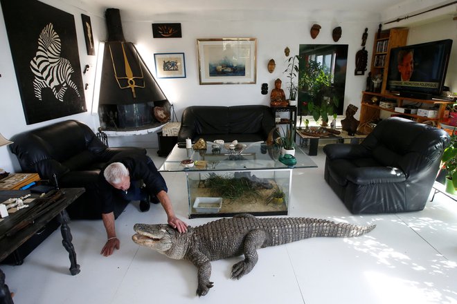 Aligatorja sta med njegovimi najljubšimi hišnimi ljubljenčki. FOTO: Stephane Mahe/Reuters