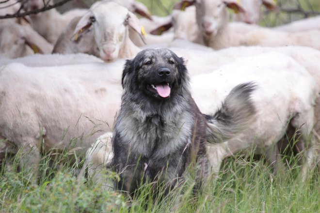 Mnoge pasme psov, tudi kraški ovčar, so bile vzgojene prav za varovanje domačih živali pred zvermi. Foto Miha Krofel