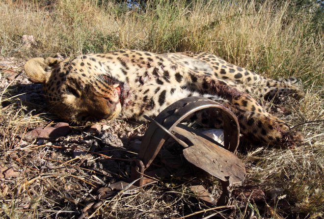 Samica leoparda, ki je bila ujeta v past in ustreljena na farmi v Namibiji. Toda raziskave iz celega sveta kažejo, da ubijanje plenilcev pogosto ni učinkovito, ali celo vodi v povečanje škod na domačih živalih. Foto Miha Krofel