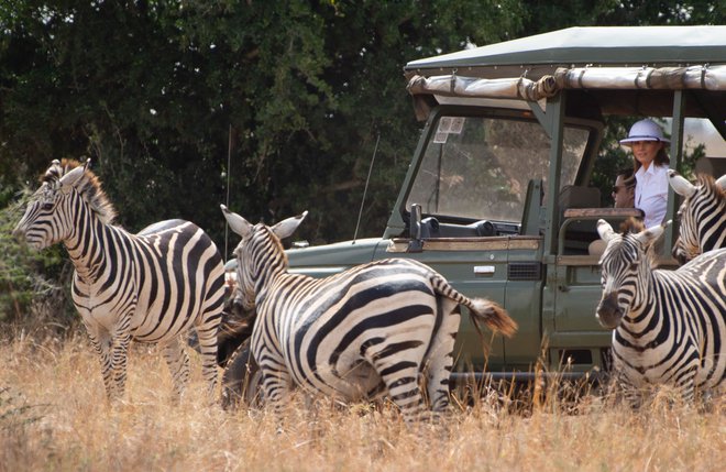 Ogledala si je tudi zebre. FOTO: AFP