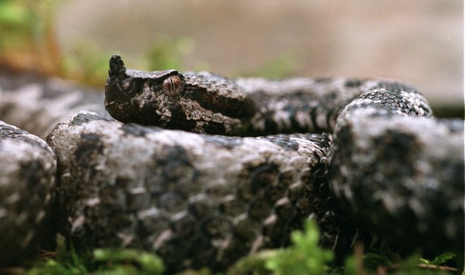 Modras v laični javnosti velja poleg gada za najstrupenejšo evropsko kačo, smrtna doza njegovega strupa je 0,48 miligrama na kilogram. Foto Mavric Pivk