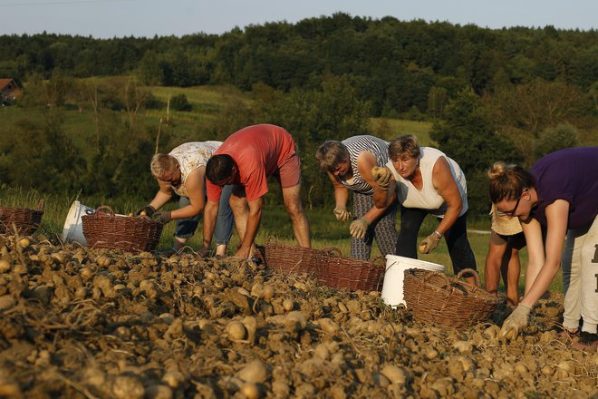 Pridne roke potrebuje tudi kmetijstvo. FOTO Blaž Samec/Delo