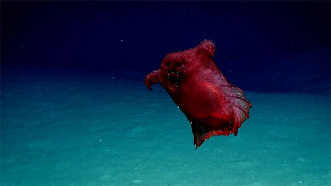 Morska kumara enypniastes eximia ali brezglava piščančja pošast. FOTO: NOAA