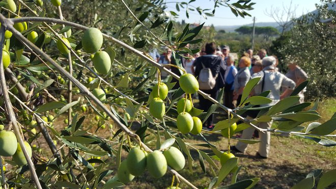 Tokrat je oljčnik v Strunjanu obiskala skupina avstrijskih turistov.<br />
FOTO: Boris Šuligoj