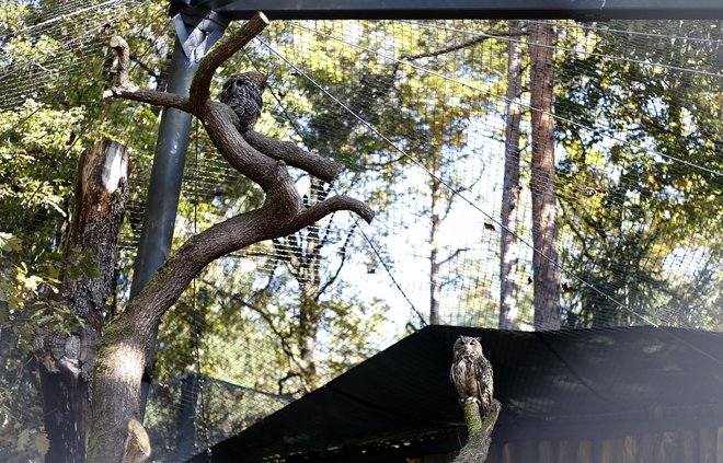 Velika uharica je največja sova v Evropi in tudi ena največjih na svetu. FOTO: Blaž Samec