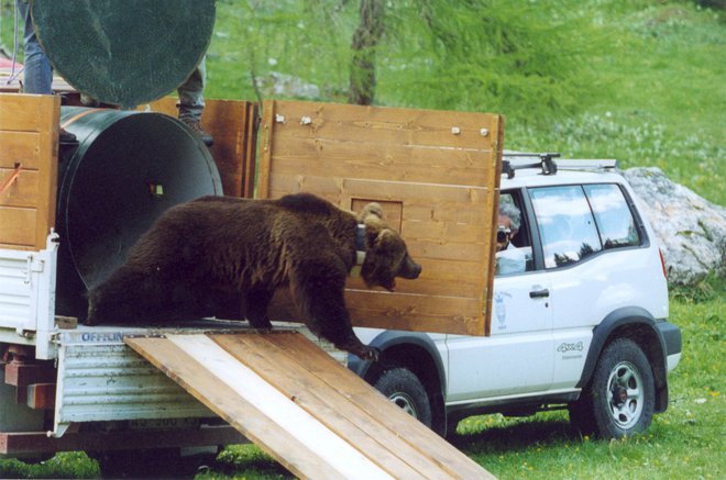 Preseljeni medved iz kočevskih gozdov Jože vstopa v novo življenje v italijanskih Dolomitih, v območje Avtonomne pokrajine Trento, Italija, maj 2000. Foto Marko Jonozovič