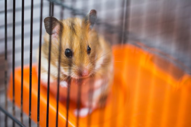 V zadnjih dveh desetletjih se je veliko spremenilo. Toda lastništvo nepremičnin je še vedno precej slab pokazatelj umeščenosti na premoženjski lestvici. FOTO: Guliver/getty Images