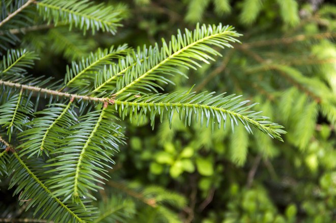 Vejica bele jelke FOTO: Shutterstock