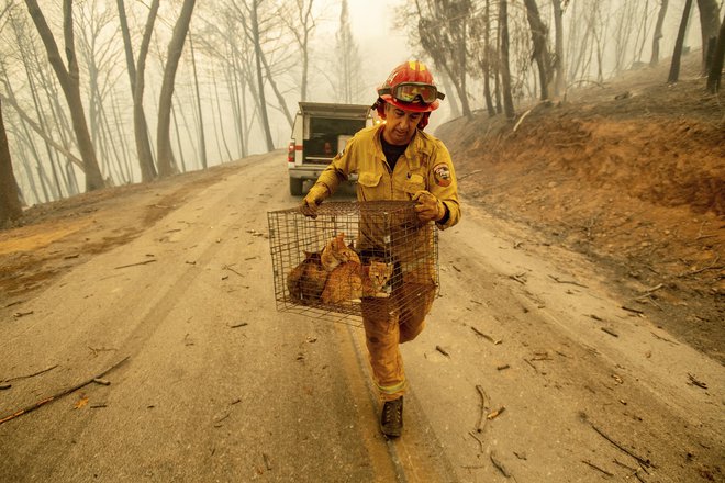 Evakuirali so okrog 250.000 ljudi in ogromno domačih živali. FOTO: Noah Berger/Ap