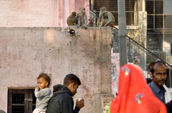 Opice se ljudi ne bojioj več. FOTO: Pawan Sharma/Afp