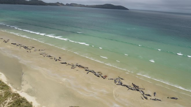 Na obali je poginilo okoli 145 kitov glavačev. FOTO: AFP