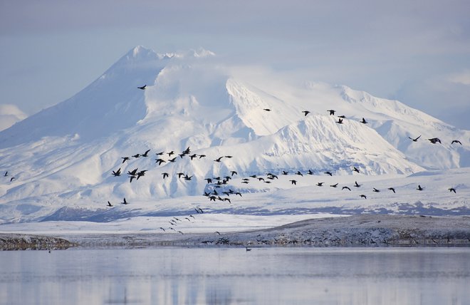 Do zdaj zaščitena divjina na severnem robu Aljaske postaja nov vir ameriške nafte. Foto Reuters