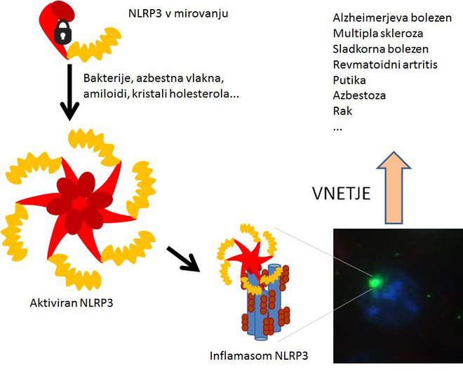 Kako se nepravilno odzove protein? FOTO: Kemijski Inštitut