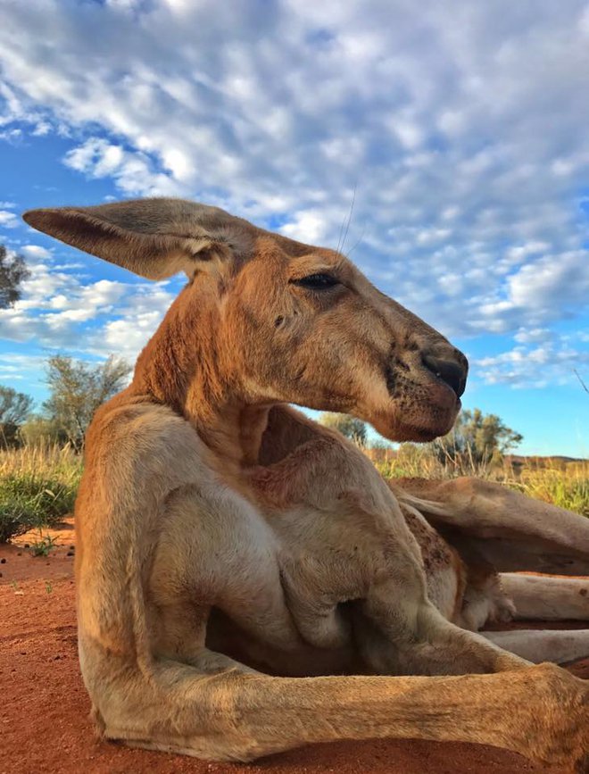 Zadnji posnetek Rogerja nekaj dni pred smrtjo. Daleč naokrog je veljal za alfa samca med rdečimi kenguruji. FOTO: The Kangaroo Sanctuary Alice Springs/facebook