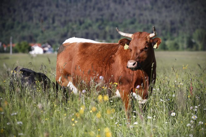 Cika je naša avtohtona vrsta goveda, ki se je ohranila predvem v rejah krav dojilj, kjer jih ne molzejo več. FOTO: Uroš Hočevar