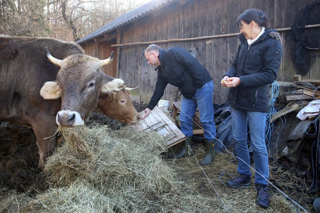 Krava Mika iz Slovenskih goric (na fotografiji v ozadju, spredaj vol Miško) je dobila botra Uroša iz Ljubljane. FOTO: Tadej Regent
