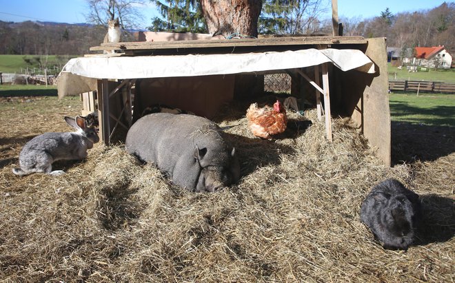 Prašiči, kokoši, mačke, kunci, pa še purani in race, ki jih na fotografiji ni, v sožitju na kmečkem dvorišču. FOTO: Tadej Regent