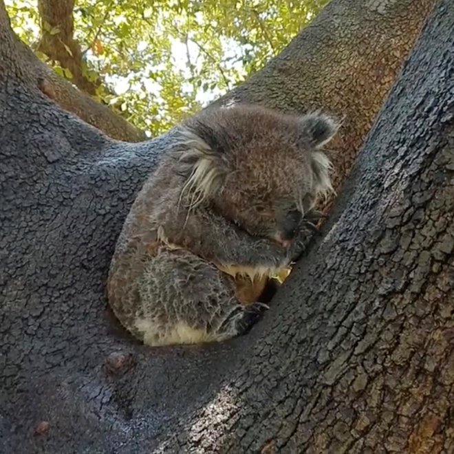 A koala grooms itself near a sprinkler during a heatwave in Springfield's Carrick Hill, Adelaide, South Australia, Australia in this still image taken from social media video January 15, 2019. Catherine Lawless via REUTERS ATTENTION EDITORS - THIS IMAGE WAS PROVIDED BY A THIRD PARTY. NO RESALES. NO ARCHIVES. MANDATORY CREDIT