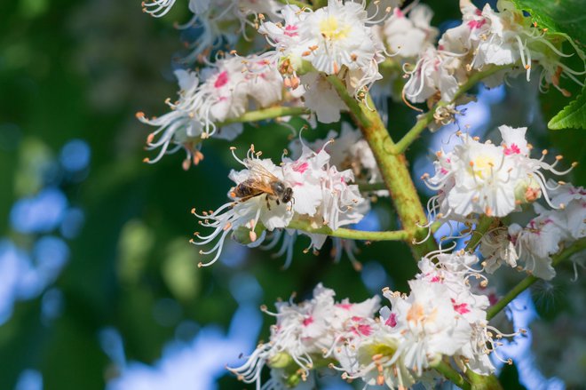 Čebela na kostanjevih cvetovih. FOTO: Shutterstock