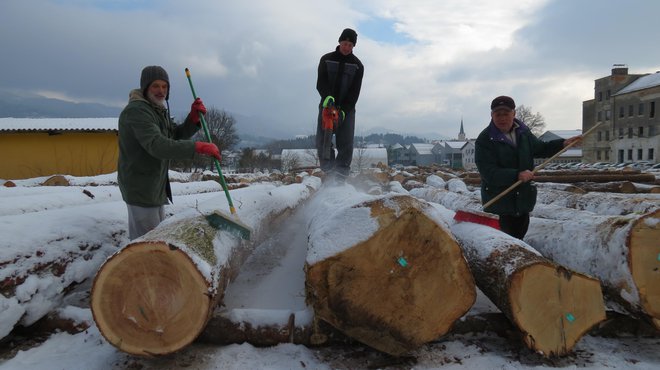 Organizatorji licitacije se trudijo, da bo butična slovenska hlodovina kupce pričakala očiščena snega. FOTO: Mateja Kotnik