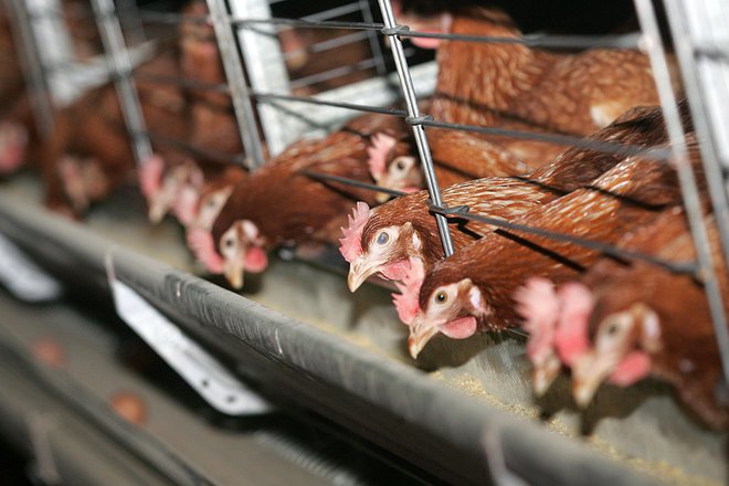 Samih kokoši navzočnost človeških proteinov v njihovem telesu ne prizadene, tudi živijo bolje kot kokoši v baterijski reji, saj pač valijo jajca kot običajno.&nbsp;FOTO: Mavric Pivk/Delo